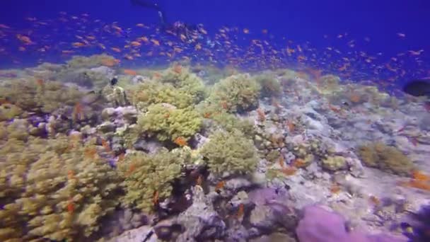 Onderwater videographer, filmen het kleurrijke koraal rif. — Stockvideo