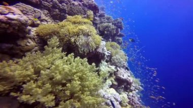 Muhteşem renkli mercan resif.