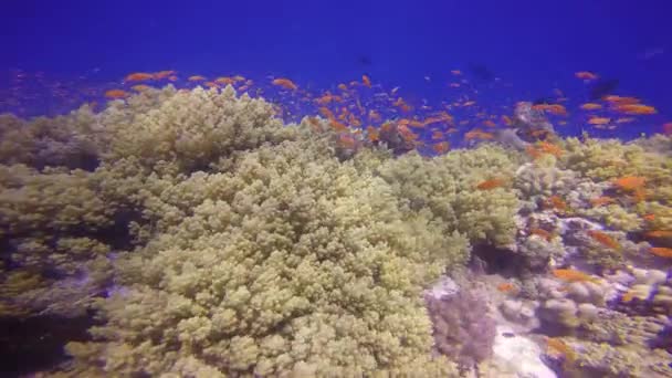 Hermoso arrecife de coral colorido . — Vídeo de stock