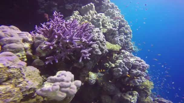 Hermoso arrecife de coral colorido . — Vídeo de stock