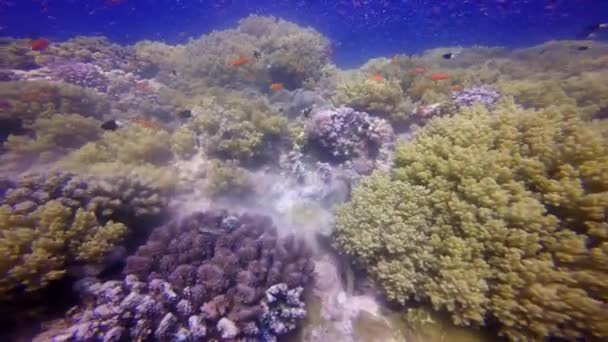 Hermoso arrecife de coral colorido . — Vídeos de Stock