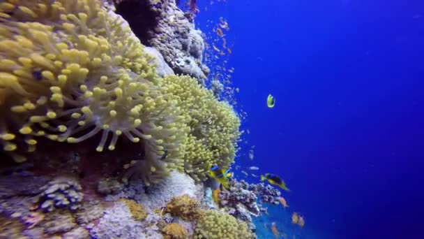 Hermoso arrecife de coral colorido . — Vídeos de Stock