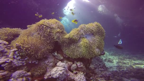 Simbiosi di pesci pagliaccio e anemoni in una delle fessure della barriera corallina St. Johns . — Video Stock