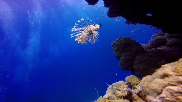 Lionfish, graciöst flytande över ett korallrev. — Stockvideo