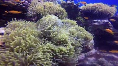 Palyaço balık ve anemon sembiyoz.