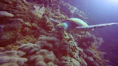 Hawksbill kaplumbağa incelikle mercan resif üzerinde yüzen.