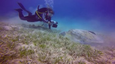 Sualtı kameramanı, otlatma green turtles kaldırma.