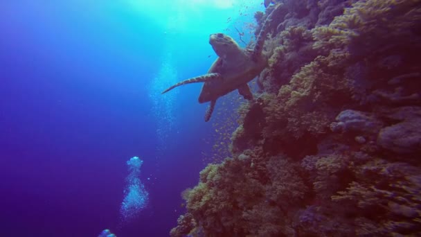 Tortue imbriquée flottant gracieusement sur un récif corallien . — Video