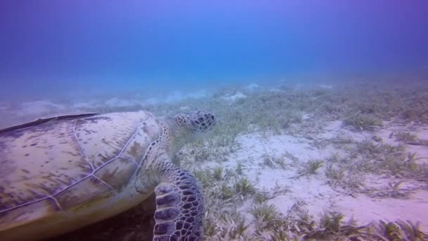 Spaßtauchgang mit grasenden grünen Schildkröten. — Stockvideo