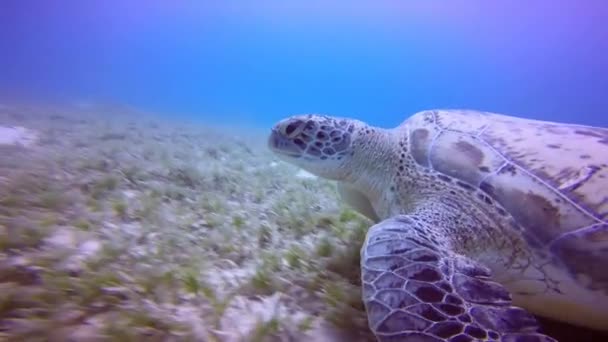 Divertido buceo con tortugas verdes pastando . — Vídeo de stock