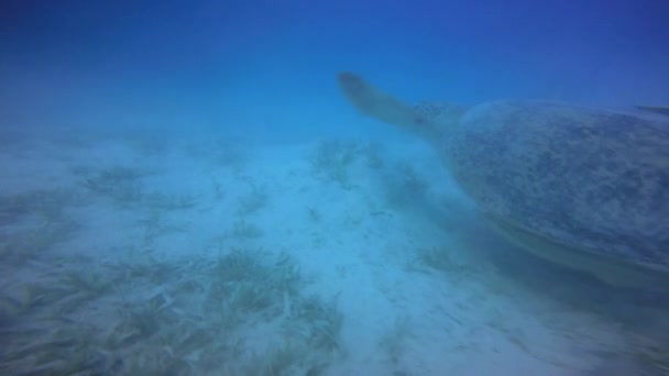 Spaßtauchgang mit grasenden grünen Schildkröten. — Stockvideo