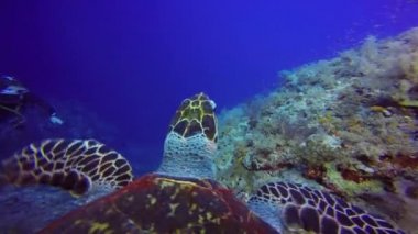 Hawksbill kaplumbağa incelikle mercan resif üzerinde yüzen.