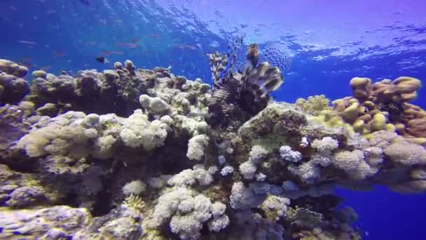 Lionfish, χαριτωμένα επιπλέουν πάνω από κοραλλιογενή ύφαλο. — Αρχείο Βίντεο