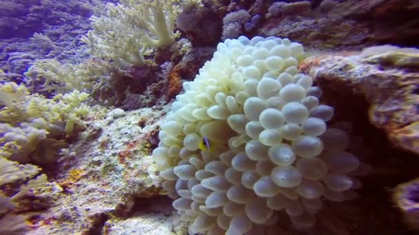 Symbiose aus Clownfischen und Anemonen. — Stockvideo