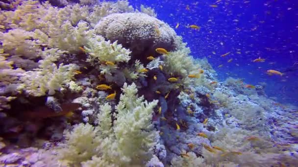 Gorgeous colorful coral reef. — Stock Video