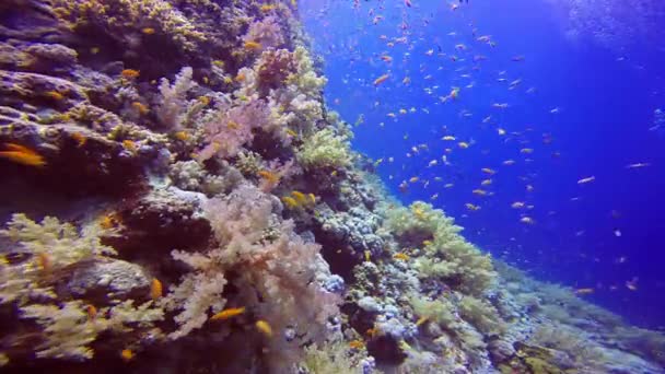 화려한 다채로운 산호초. — 비디오