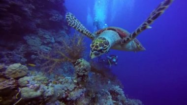 Hawksbill kaplumbağa incelikle mercan resif üzerinde yüzen.