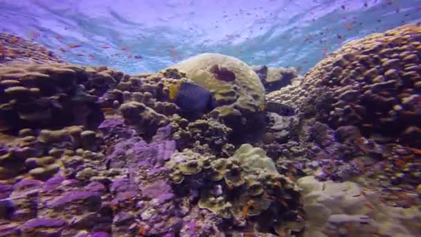 Par de peces ángeles Emperador, jugando en un colorido arrecife de coral . — Vídeo de stock