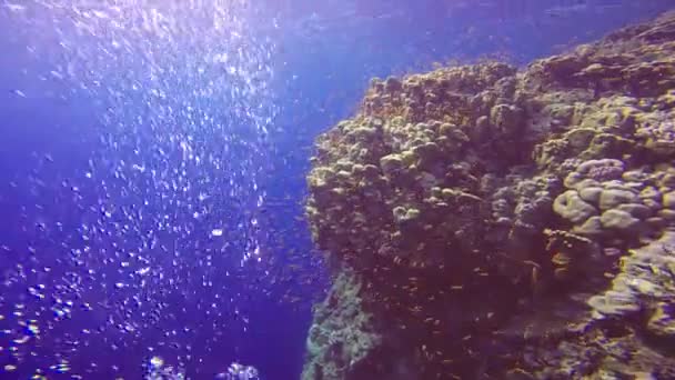 Hermoso arrecife de coral colorido . — Vídeo de stock