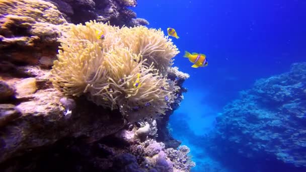 Simbiosi di pesci pagliaccio e anemoni . — Video Stock