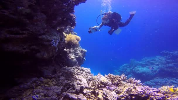 Videógrafo submarino, filmando la simbiosis de peces payaso y anémonas . — Vídeo de stock