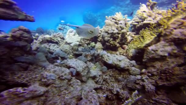 Stingray Taenirua Lymma. — Video Stock