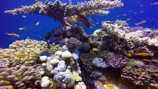 Πανέμορφο, πολύχρωμο κοραλλιογενή ύφαλο. — Αρχείο Βίντεο