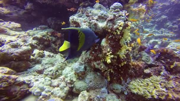 Peixe anjo árabe, pairando graciosamente sobre um recife de coral colorido . — Vídeo de Stock