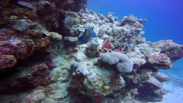 Peixe anjo árabe, pairando graciosamente sobre um recife de coral colorido . — Vídeo de Stock