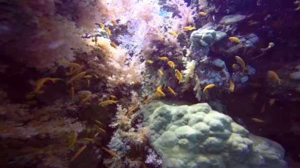 Чудовий барвистий кораловий риф . — стокове відео