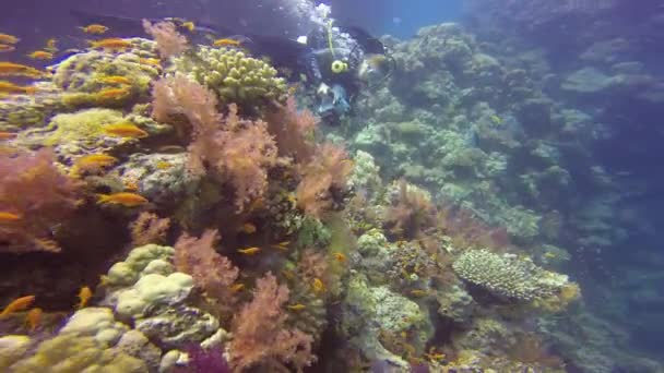 Videógrafo submarino, filmando el colorido arrecife de coral . — Vídeos de Stock