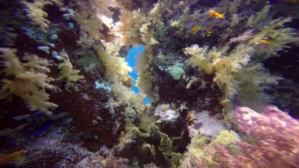 Hermoso arrecife de coral colorido . — Vídeo de stock