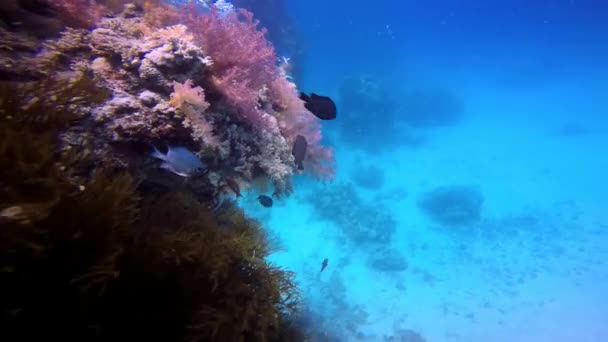 Videógrafo submarino, filmando el colorido arrecife de coral . — Vídeos de Stock