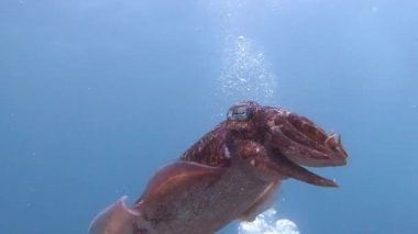 Firavun mürekkep balığınazik ve temperamental muyateme dans.