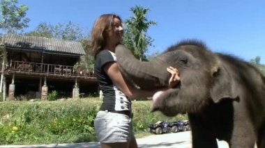 Phuket fil kampında çok güvenilir ve samimi bebek fil.