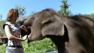 Phuket fil kampında çok güvenilir ve samimi bebek fil.