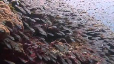 Büyük cam balık okulları.