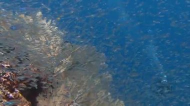 Ritmik zonklayan büyük sürüler halinde cam balık.