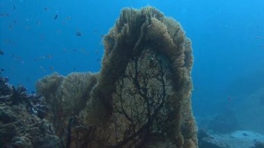 Pitoresk mercan gorgonian.