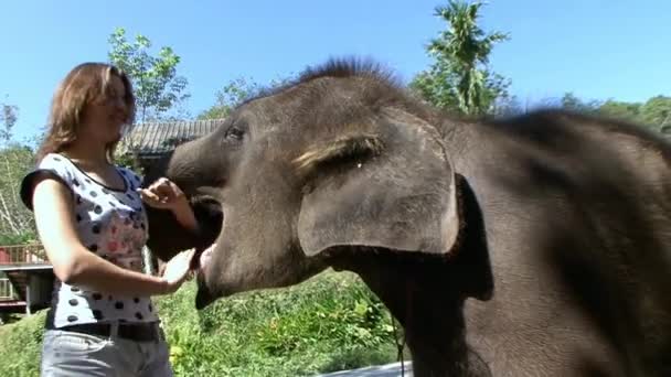 Sehr zutrauliches und freundliches Elefantenbaby im Elefantencamp in Phuket. — Stockvideo