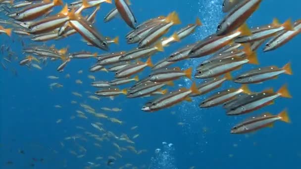 En flock färgglada tropiska fiskar. — Stockvideo