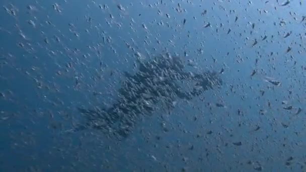 水中ビデオグラファー、ガラス魚の巨大な浅瀬を撮影. — ストック動画
