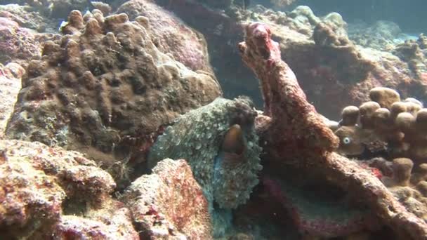 Bläckfisken ändrar snabbt färg, form och struktur av kroppen. — Stockvideo