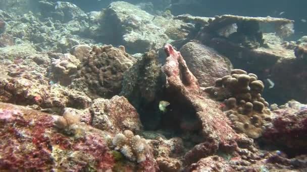 De octopus verandert snel van kleur, vorm en de structuur van uw lichaam. — Stockvideo