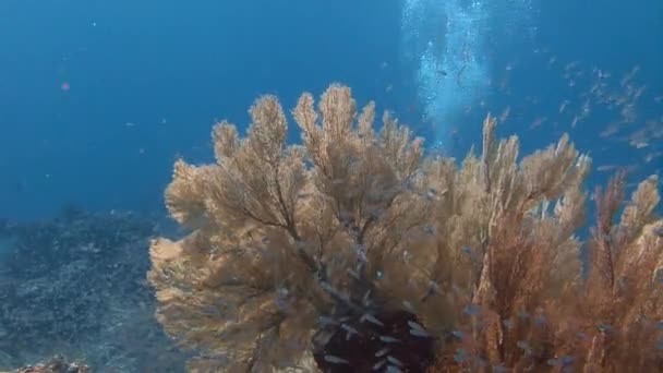 Pintoresco coral gorgoniano . — Vídeos de Stock
