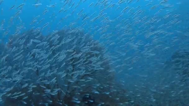 Pulsando rítmicamente enormes escuelas de peces de vidrio . — Vídeo de stock