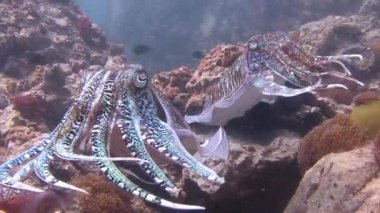 Firavun mürekkep balığınazik ve temperamental muyateme dans.