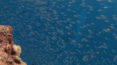 Ritmik zonklayan büyük sürüler halinde cam balık.