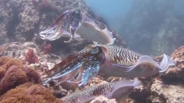 Firavun mürekkep balığınazik ve temperamental muyateme dans.