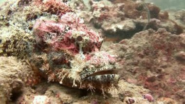 Av için bekleyen kayalıkta gözlemliyor iskorpit.